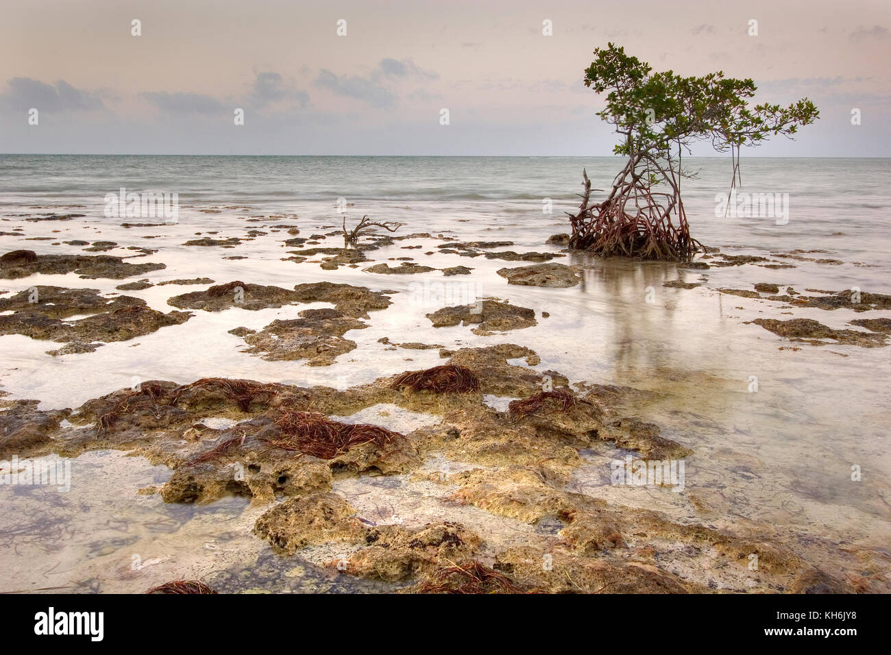 Rote Mangroven bei Sonnenaufgang bei Bahia Honda, Florida Keys. Felsen sind versteinerte Korallenriffe (Kalkstein und Kalziumkarbonat). Stockfoto