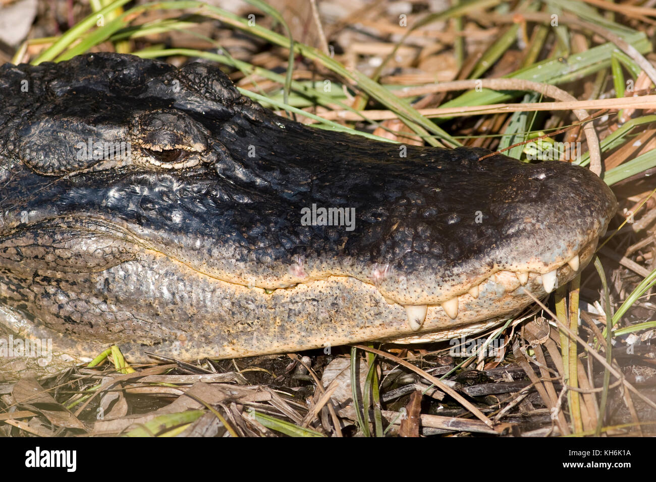 American Alligator, Alligator mississippiensis, Everglades-Nationalpark Stockfoto