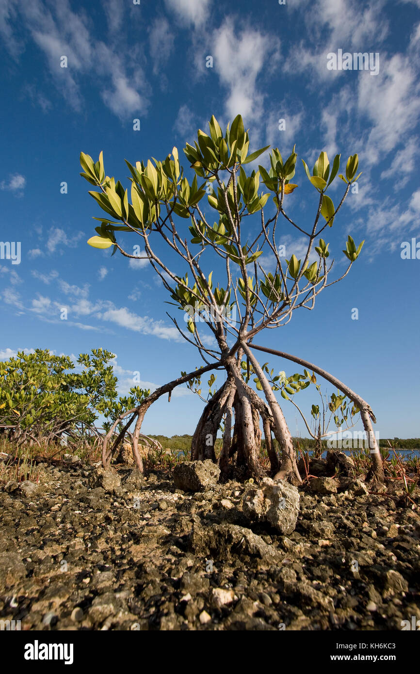 Junge rote Mangrove bei Ebbe, Florida Keys National Marine Sanctuary, Key Largo, Florida Stockfoto