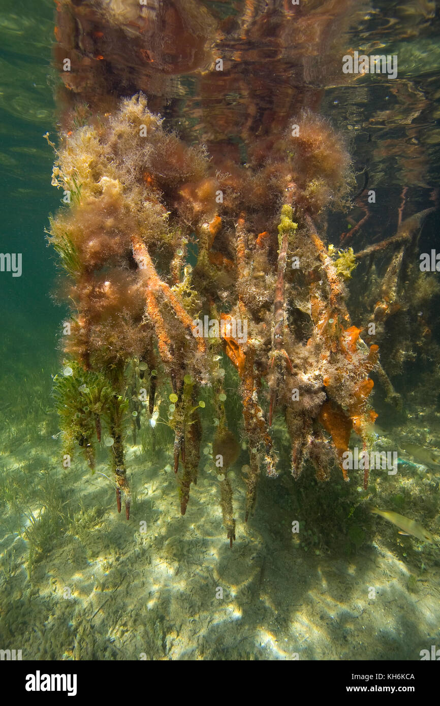 Rote Mangrove (Rhizophora mangle, Wurzeln), bedeckt mit Algen, Schwämmen und eine Vielzahl an wirbellosen. Der Florida Bay, Florida Keys National Marine Sanctu Stockfoto