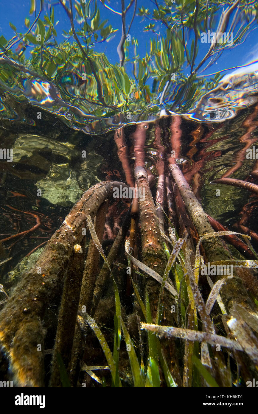 Unterwasseransicht des Prop Wurzeln der rote Mangrove (Rhizophora mangle) auf Elliott Key Biscayne National Park, Florida Stockfoto