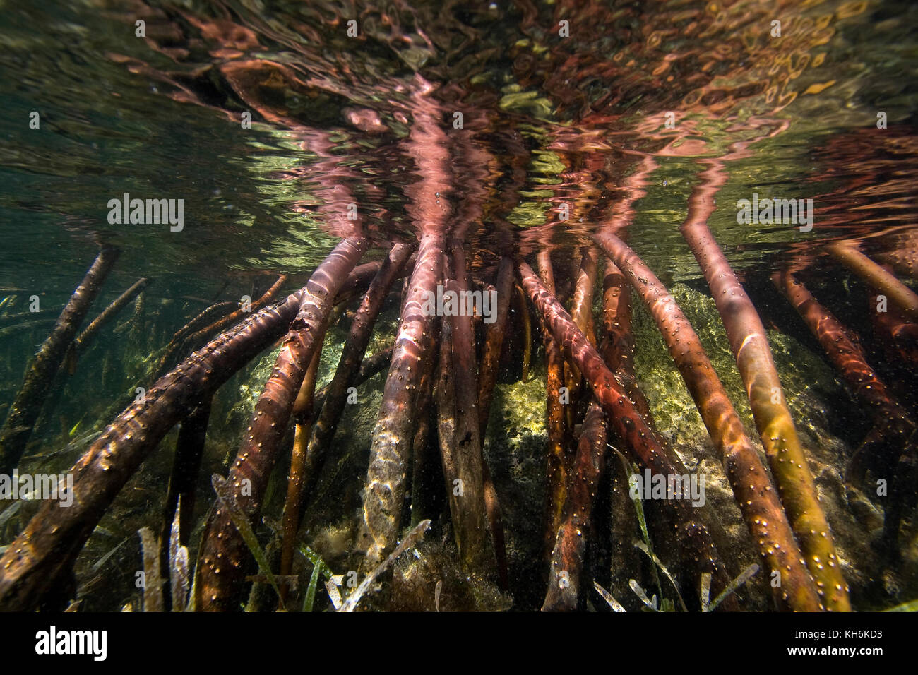 Prop Wurzeln der rote Mangrove (Rhizophora mangle) und Turtle Gras (Thalassia testudinum) Florida Bay, Florida Keys National Marine Sanctuary Stockfoto