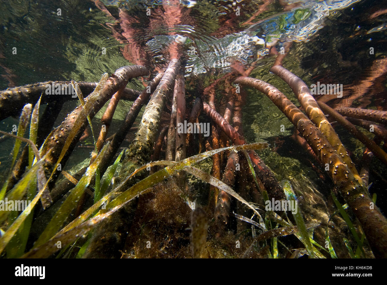 Prop Wurzeln der rote Mangrove (Rhizophora mangle) und Turtle Gras (Thalassia testudinum) Florida Bay, Florida Keys National Marine Sanctuary Stockfoto