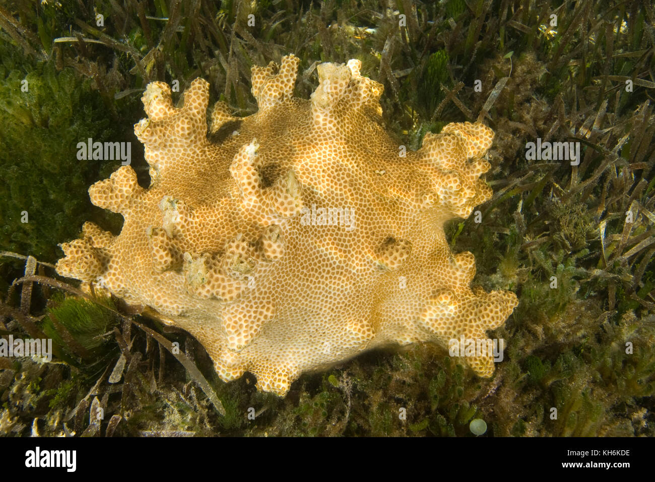 Knobby Star Coral, Solenastrea hyades, in Turtle Grass Bett, Florida Keys National Marine Sanctuary, Islamorada, Florida Keys, Florida.. Stockfoto