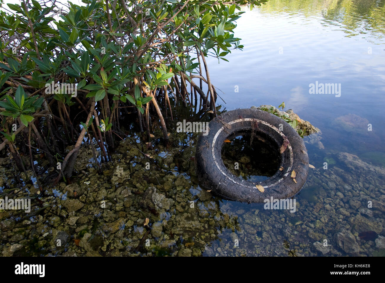 Verworfen Automobil Reifen unter Red Mangrove prop Wurzeln, Florida State Park auf Key Largo, Stockfoto