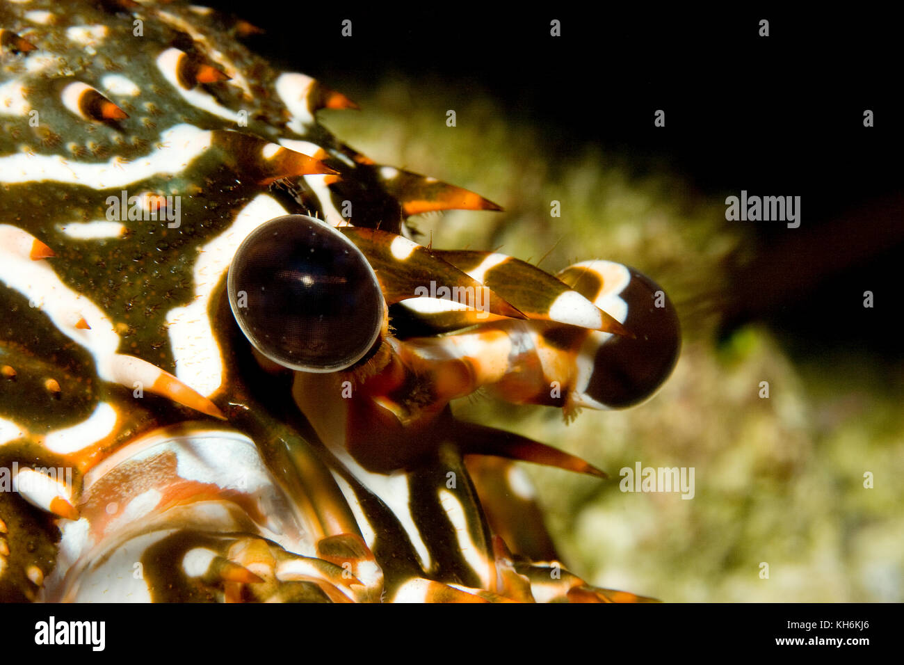 Verbindung Auge der Die Gefleckte HUMMER PANULIRUS guttatus, Florida Keys National Marine Sanctuary Stockfoto
