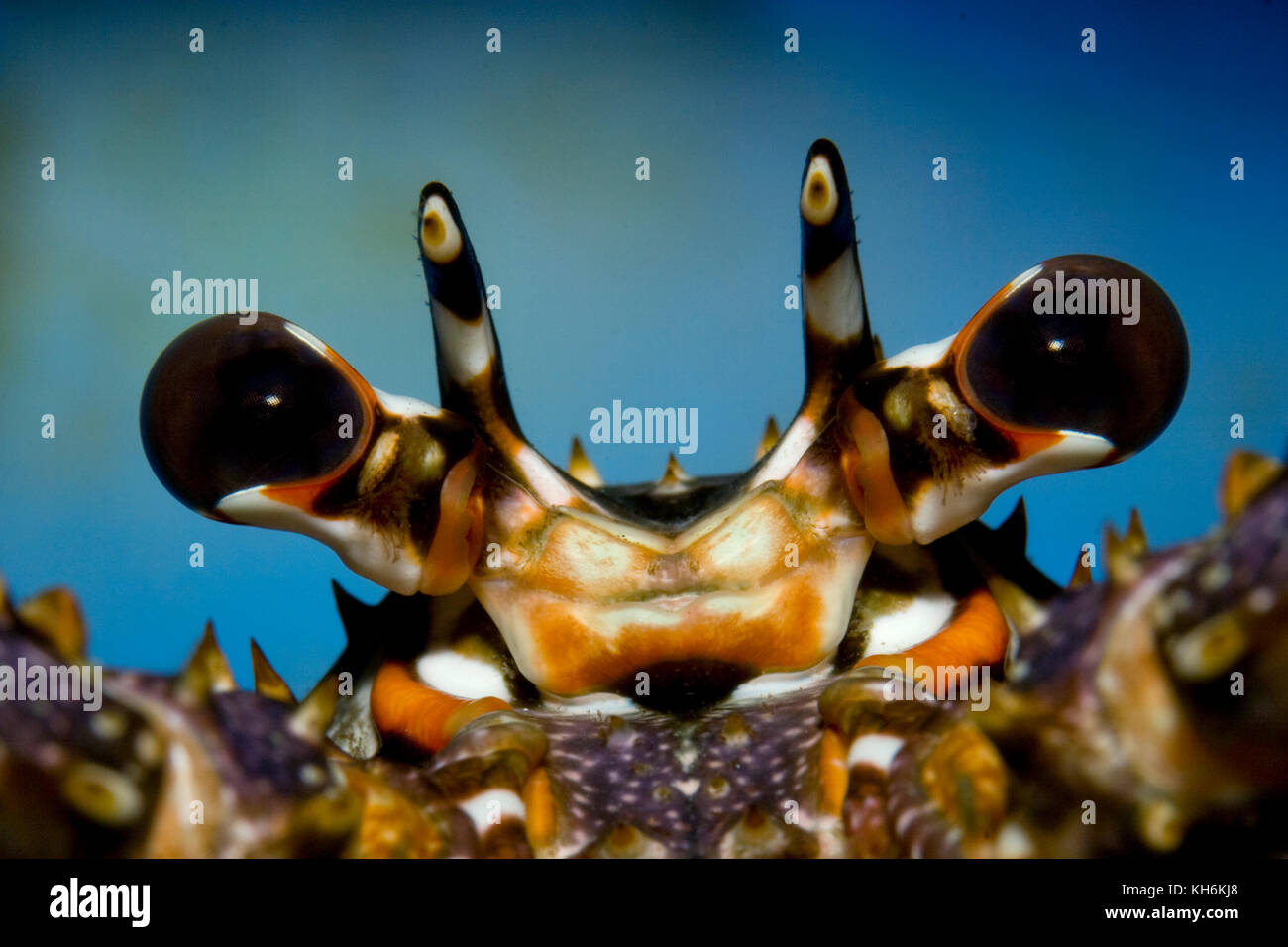 Facettenaugen von Caribbean spiny lobster, panulirus Argus Stockfoto