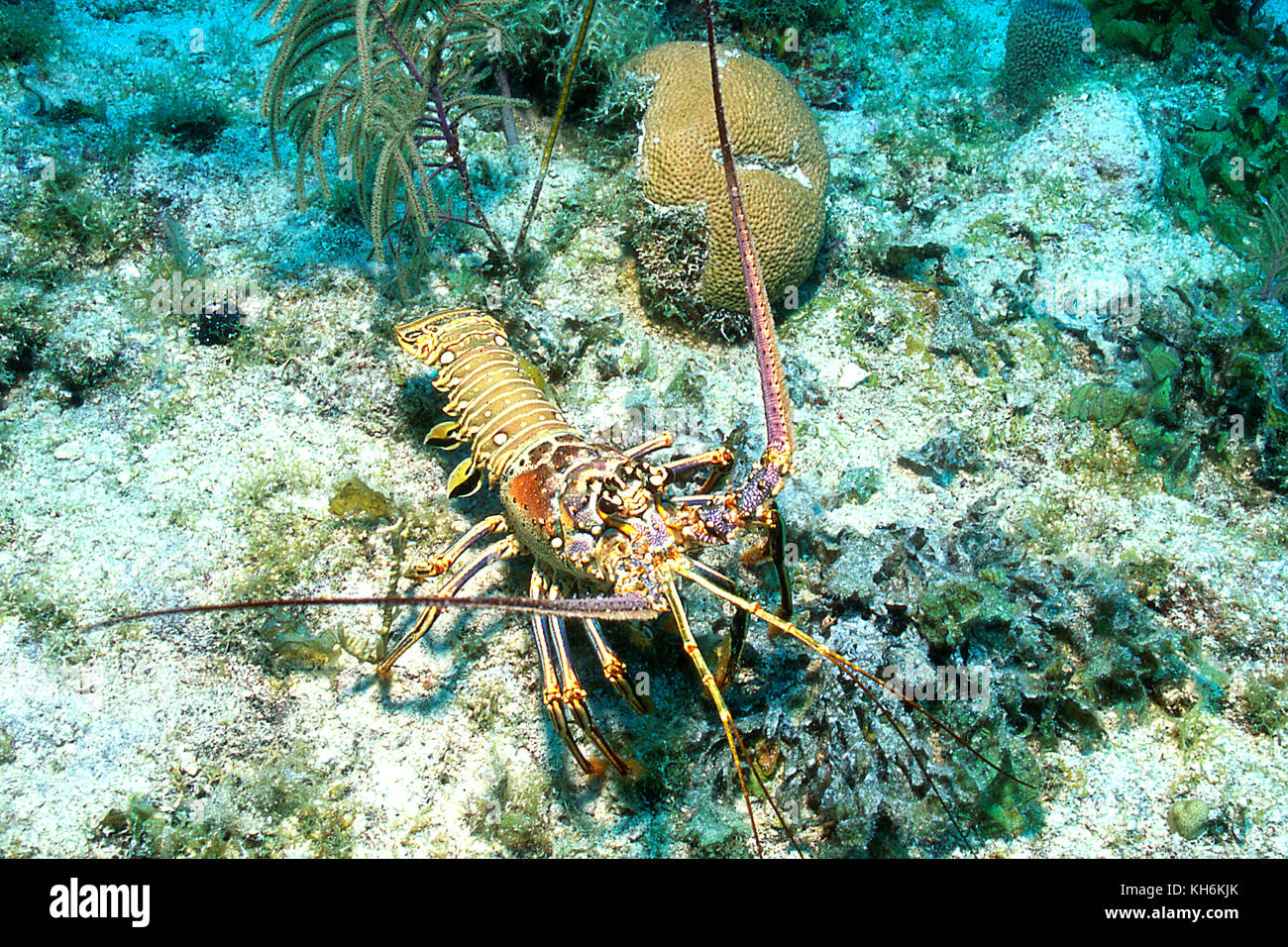 Caribbean spiny lobster, panulirus Argus Stockfoto