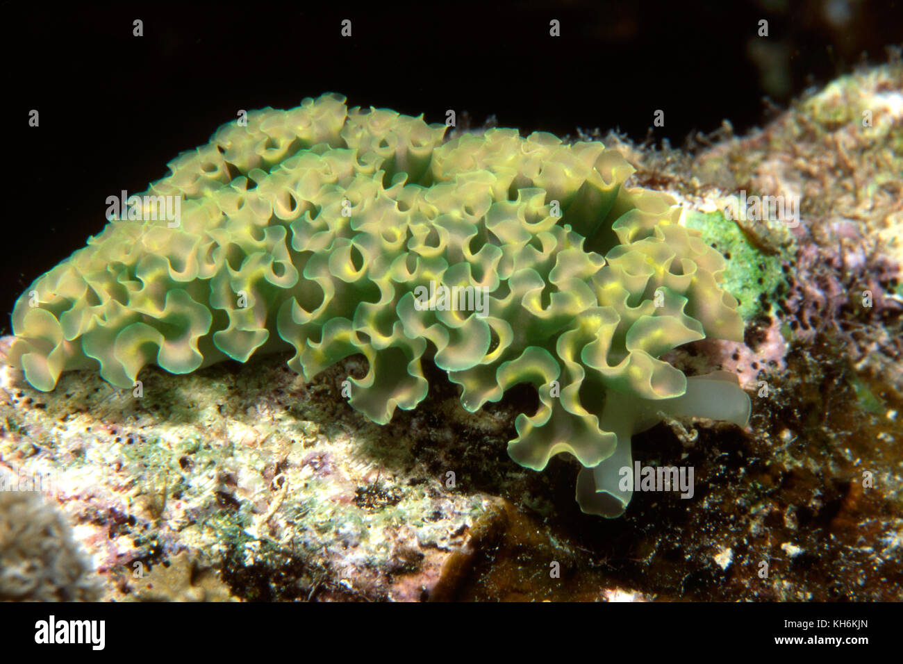 Lettuce Sea Slug, Tridachia crispata, USVI Stockfoto