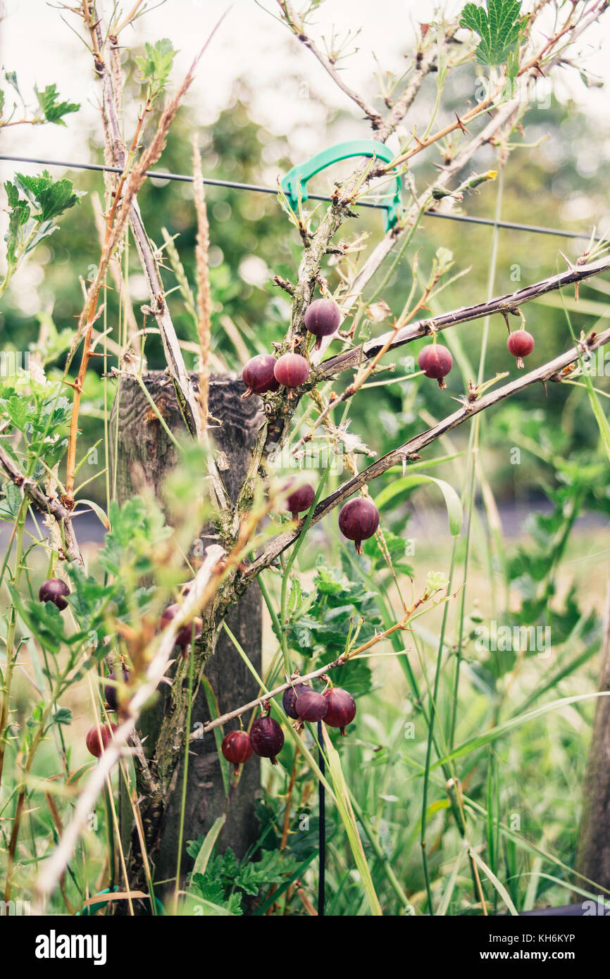 Rote Stachelbeeren Anlage mit dem Obstbau auf Ihnen im Sommer Stockfoto