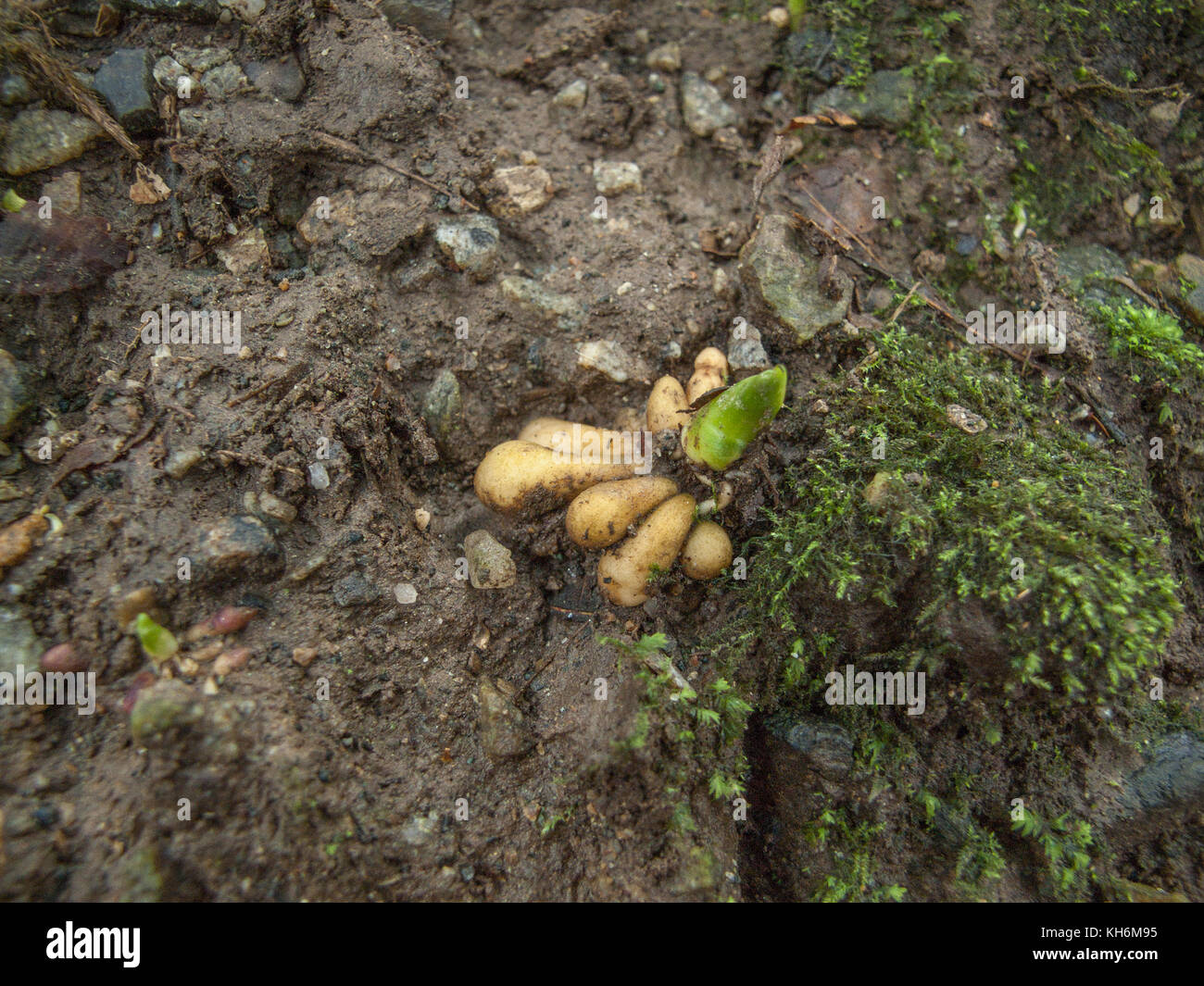 Ranunculus ficaria Scharbockskraut//Ficaria Verna. Diese sind hat überleben Essen und einmal gegessen gekocht. Glühlampenform gab Anlass zu Namen von FIGWORT. Stockfoto