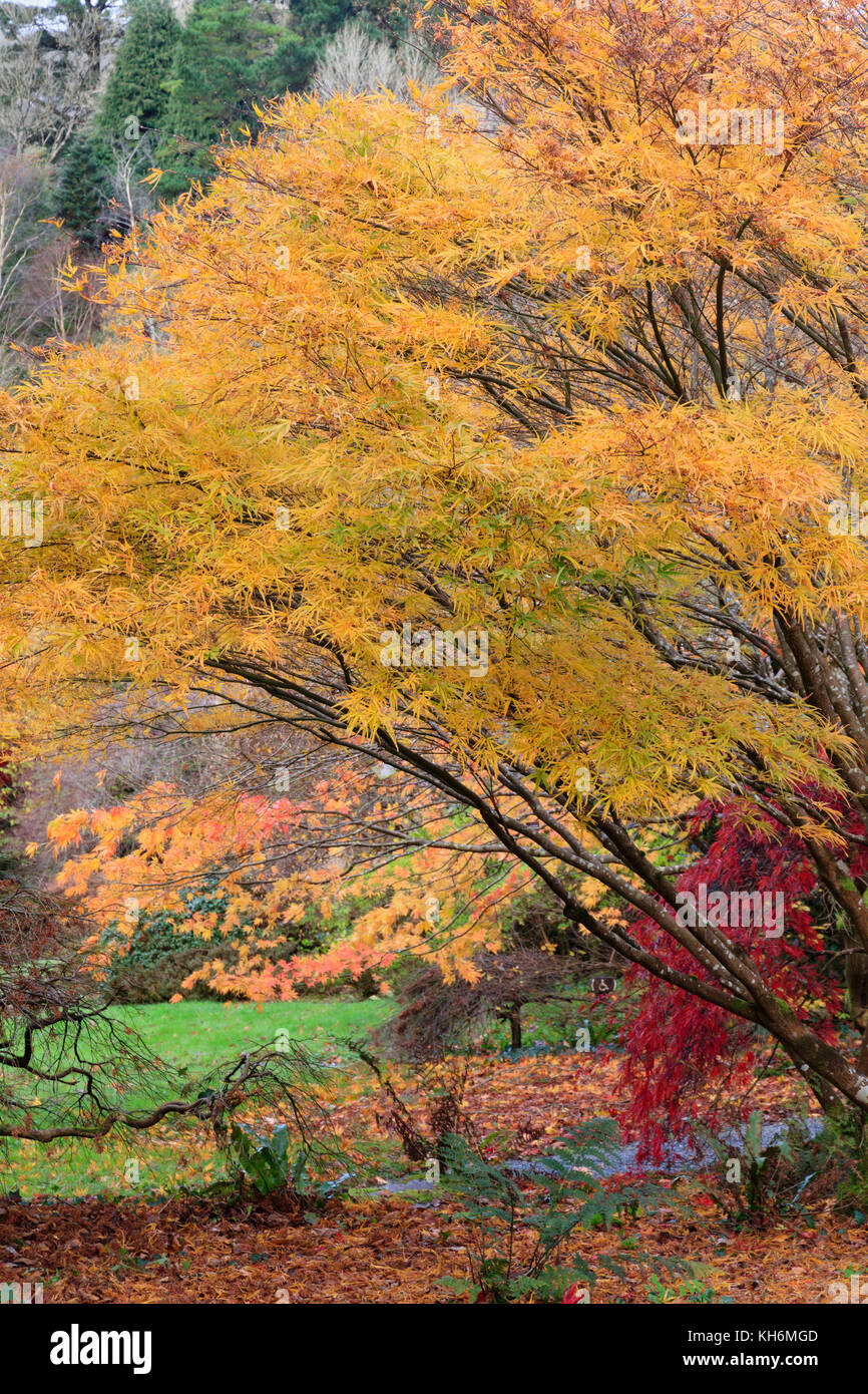 Goldener Herbst Laub Farbe der Hardy Laubbäume japanischen Ahorn, Acer palmatum 'Villa Taranto Stockfoto