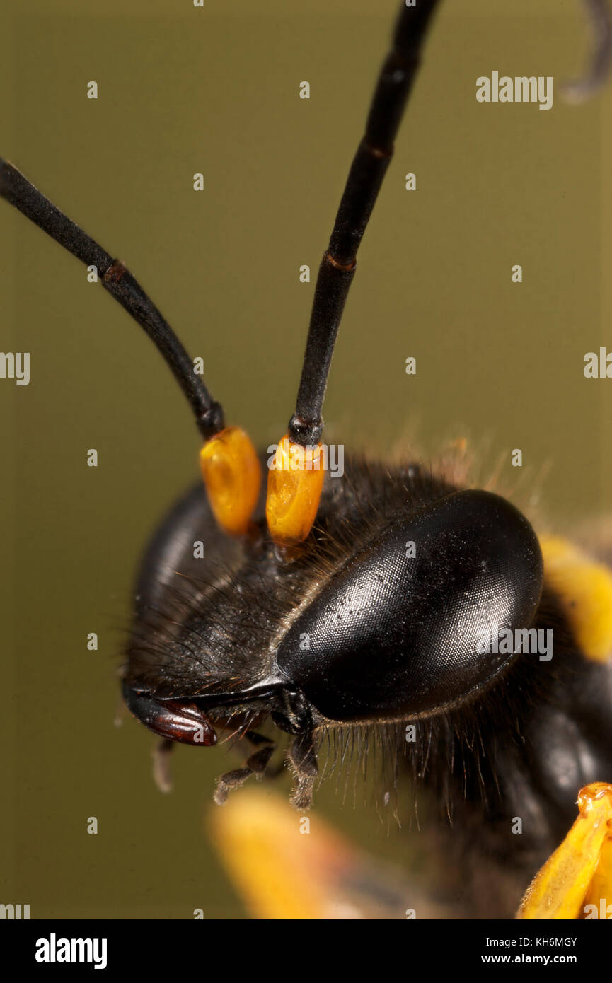 Schlamm Dauber Wasp, Sceliphron caementarium Stockfoto