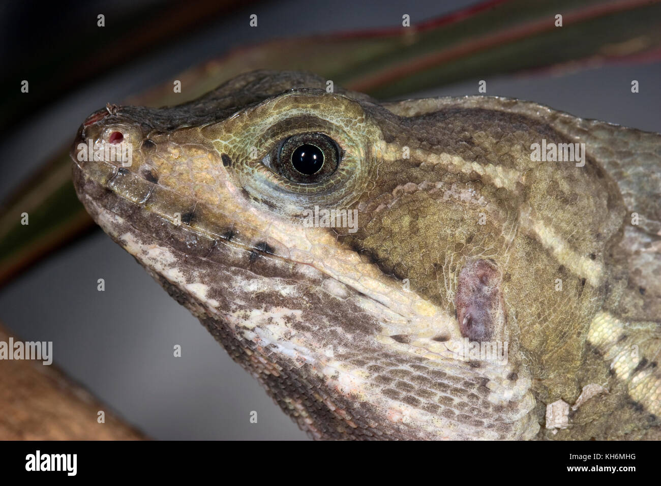 Braun Basilisk, Basilicus vittatus Stockfoto