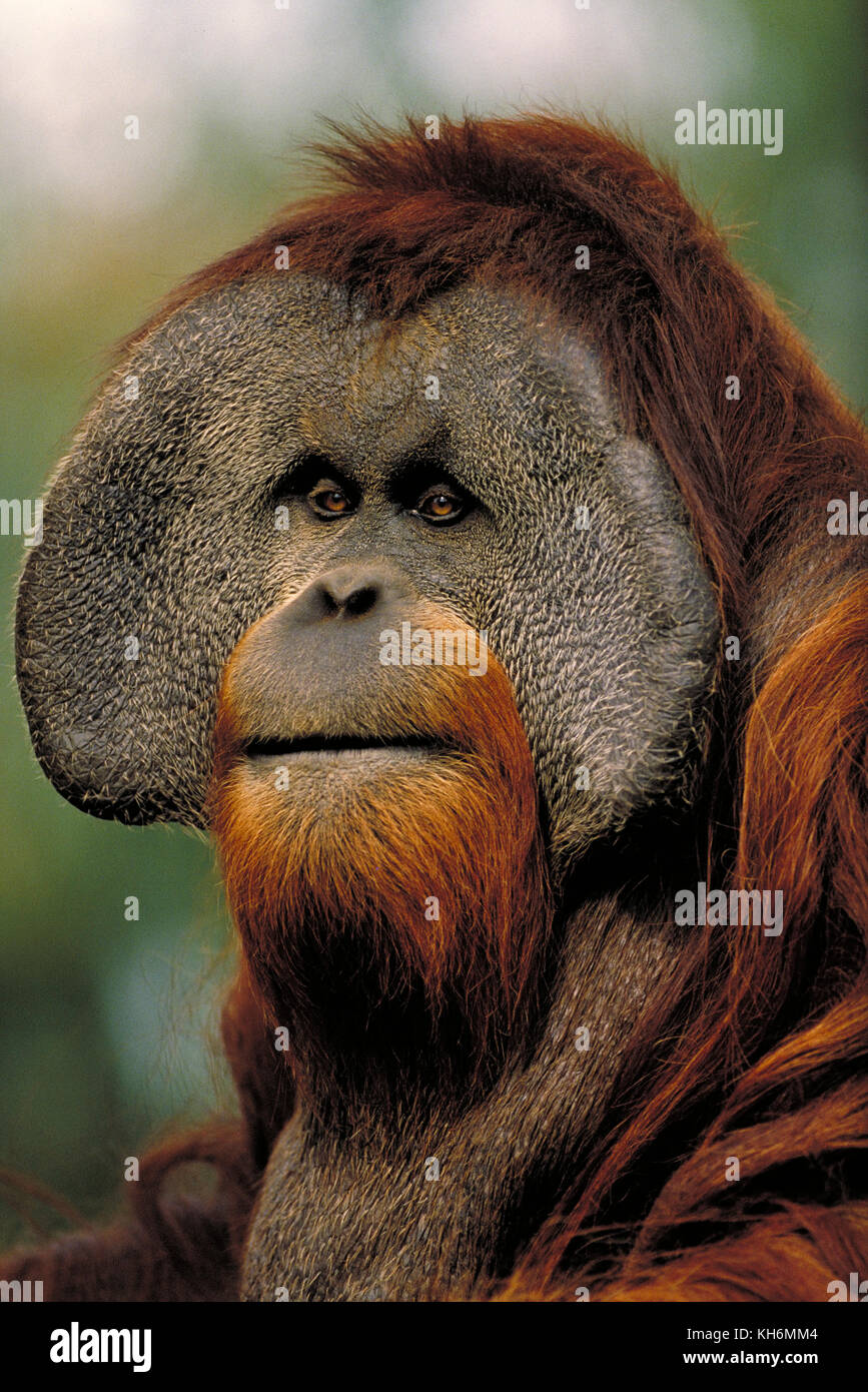 Sumatra Orang-Utan, Pongo abelii, gefährdete Arten, vom Aussterben bedroht, männlich Stockfoto