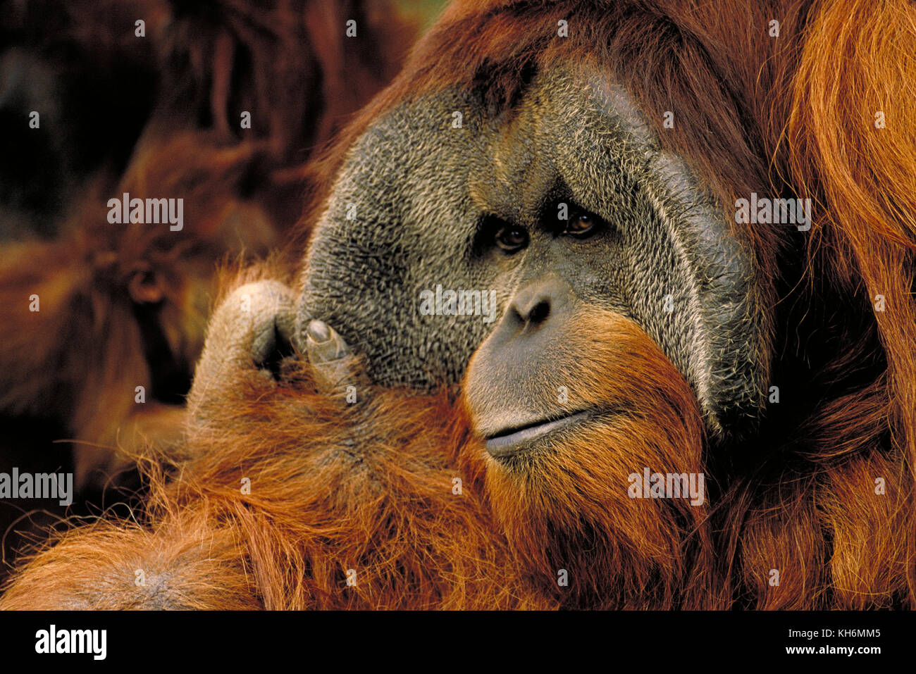 Sumatra Orang-Utan, Pongo abelii, männlich. Kritisch bedrohte Arten Stockfoto