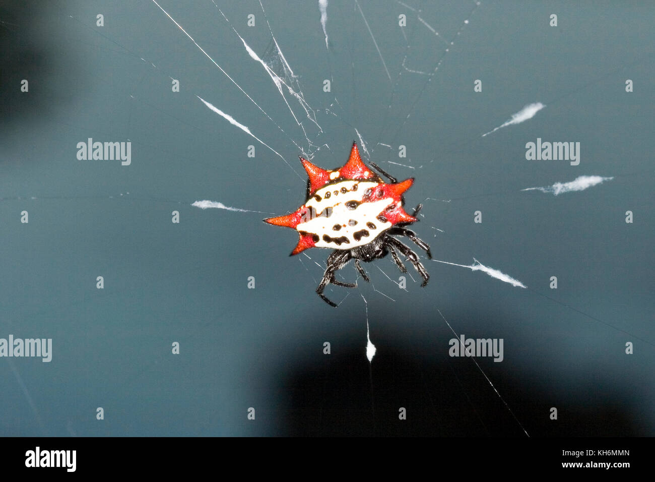 Stachelige orb-weaver Spider, Gasteracantha cancriformis, Florida Stockfoto