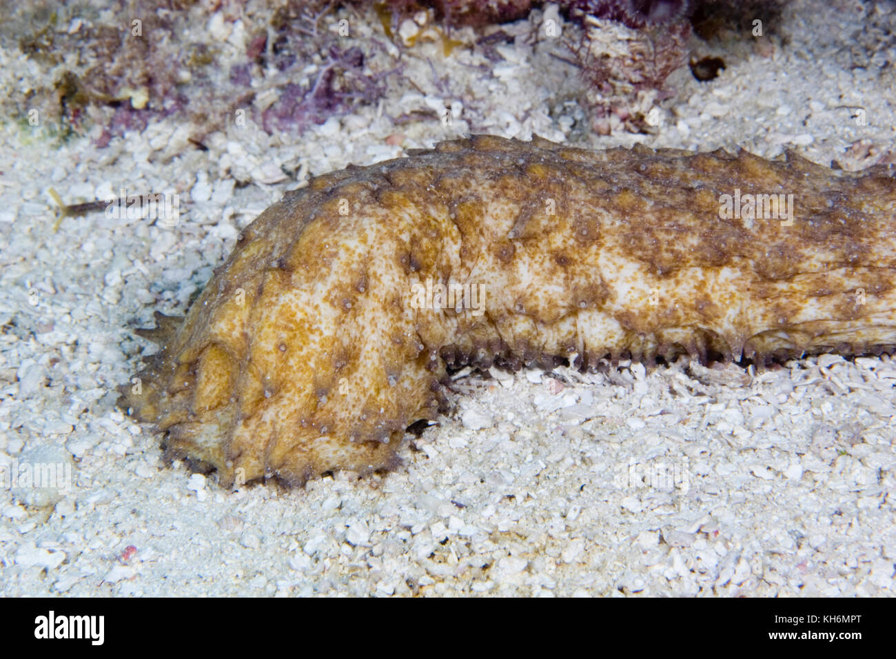 Tiger Tail Seegurke, Holothuria thomasi, Florida Keys National Marine Sanctuary, Florida Stockfoto