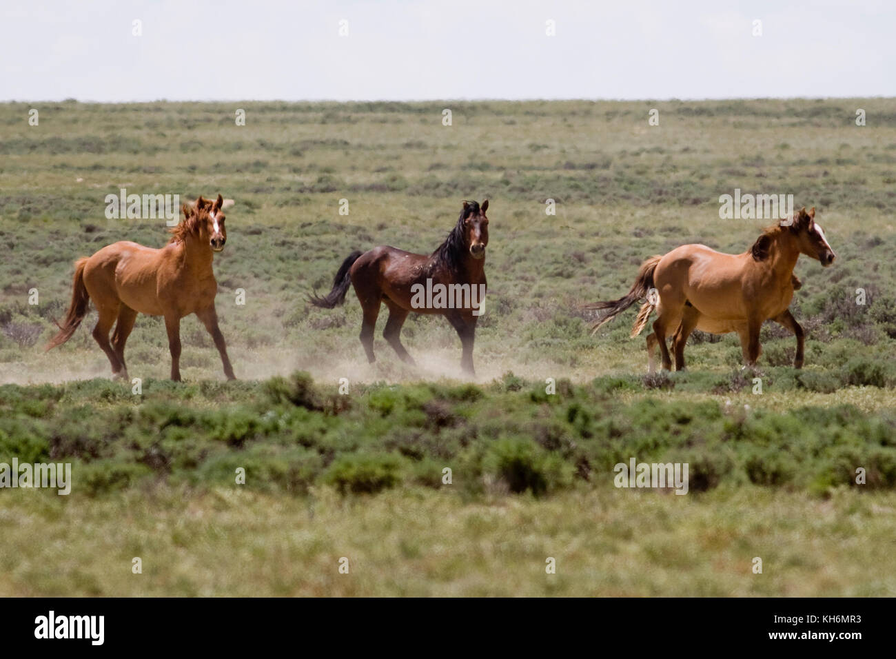 Wilde Pferde auf blm Land, Wyoming Stockfoto