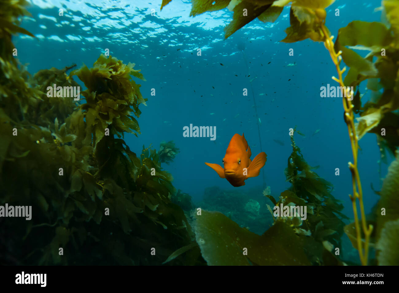 Die hellen orange Garibaldi Fisch fügt etwas Farbe auf die seetangwälder der Avalon dive Park auf Catalina Island, Kalifornien, USA Stockfoto