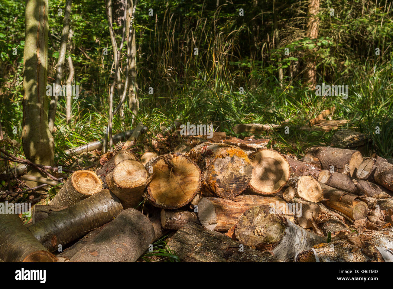 Feuerholz Stockfoto