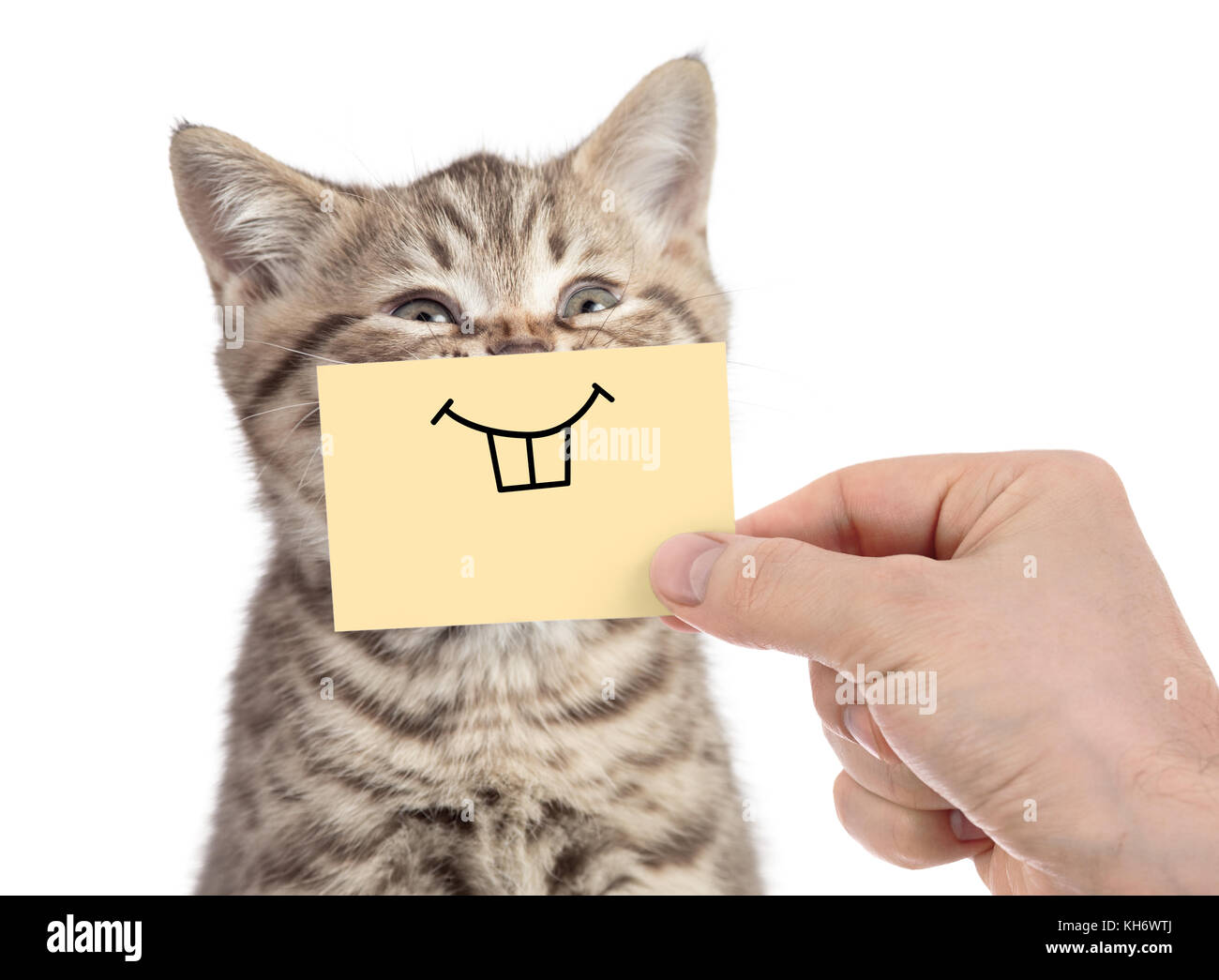 Happy Cat mit lustigen Lächeln auf Karton isoliert auf weißem Stockfoto