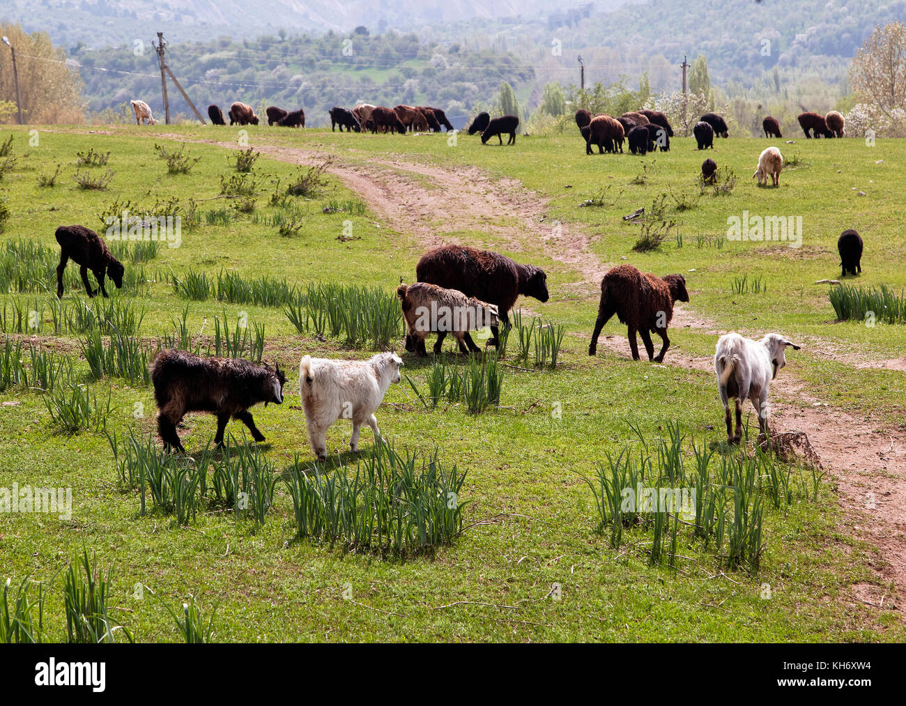 Schafe auf der Alp Stockfoto