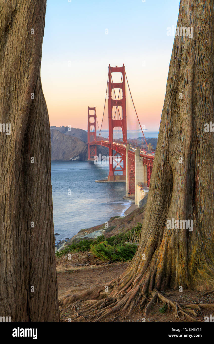 Golden Gate Bridge durch Zypressen. Stockfoto