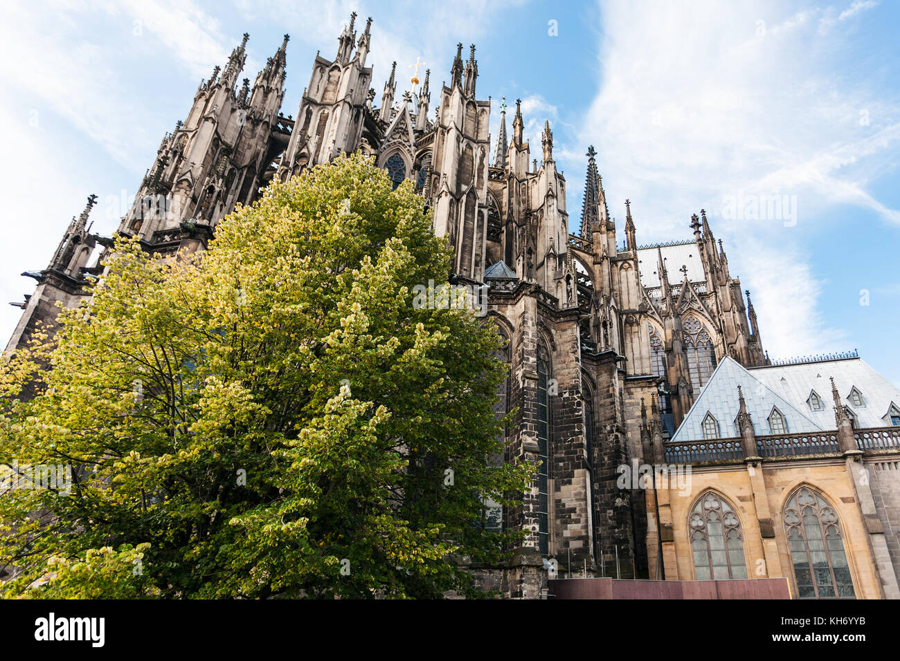 Reisen in Deutschland - Grüner Baum und der Kölner Dom (Kathedrale St. Peter) im September Stockfoto