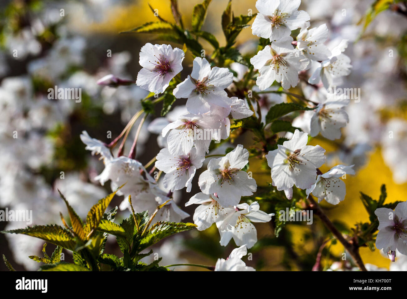 Prunus kurilensis 'Brilliant' Stockfoto