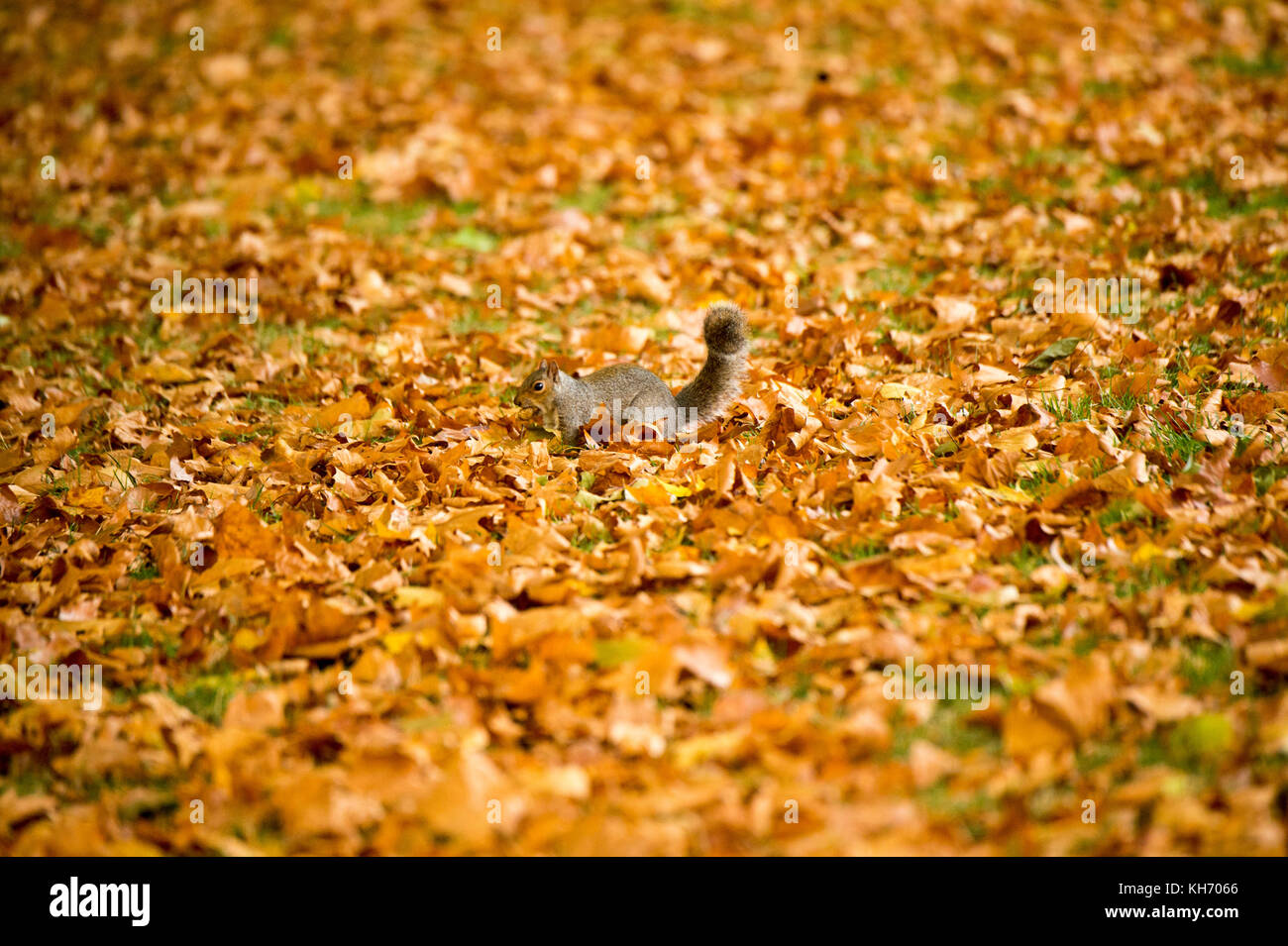 Herbst im Park Kensington Gardens BILD JEREMY SELWYN 16/10/2017 Credit: Evening Standard Stockfoto