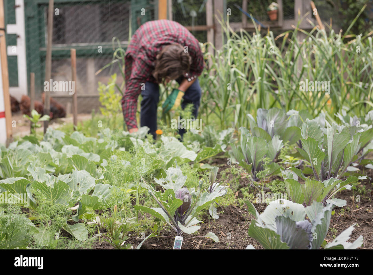 Man Pflanzen Gemüse Sämling im Garten Stockfoto
