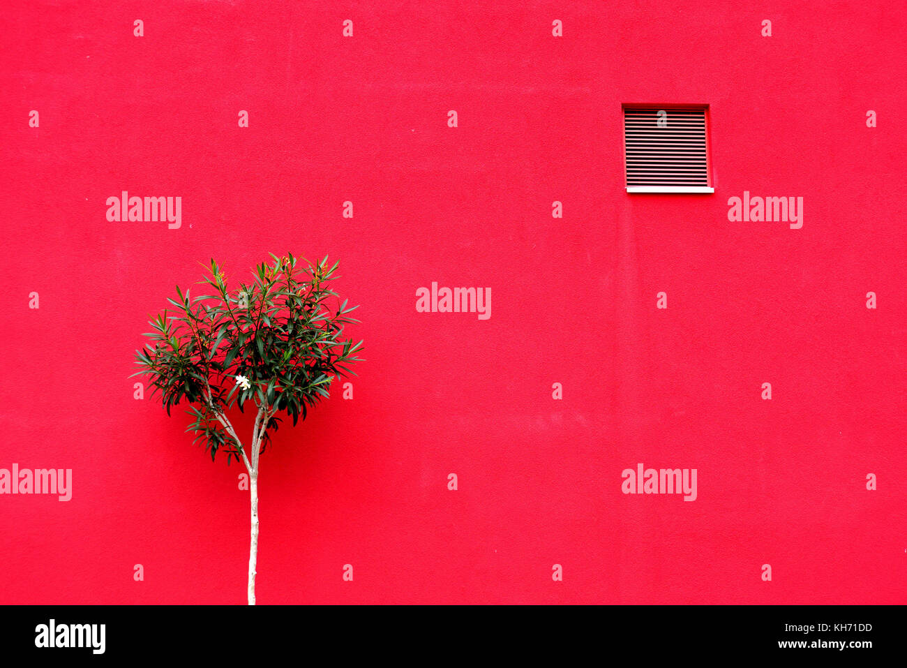 Oleander Strauch vor einem leuchtend rote Wand Stockfoto