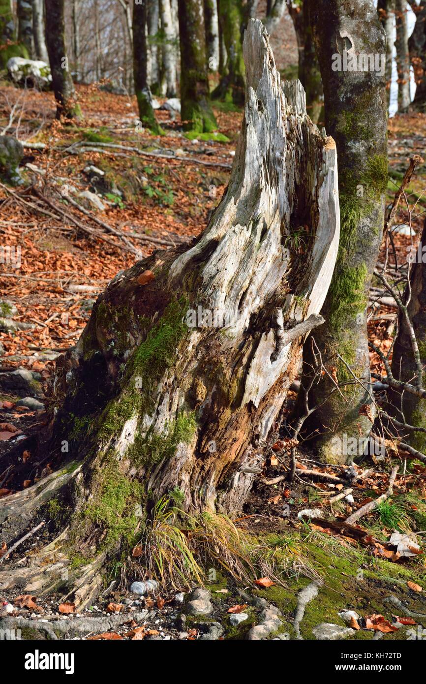 Moos bedeckt Baumstumpf Stockfoto