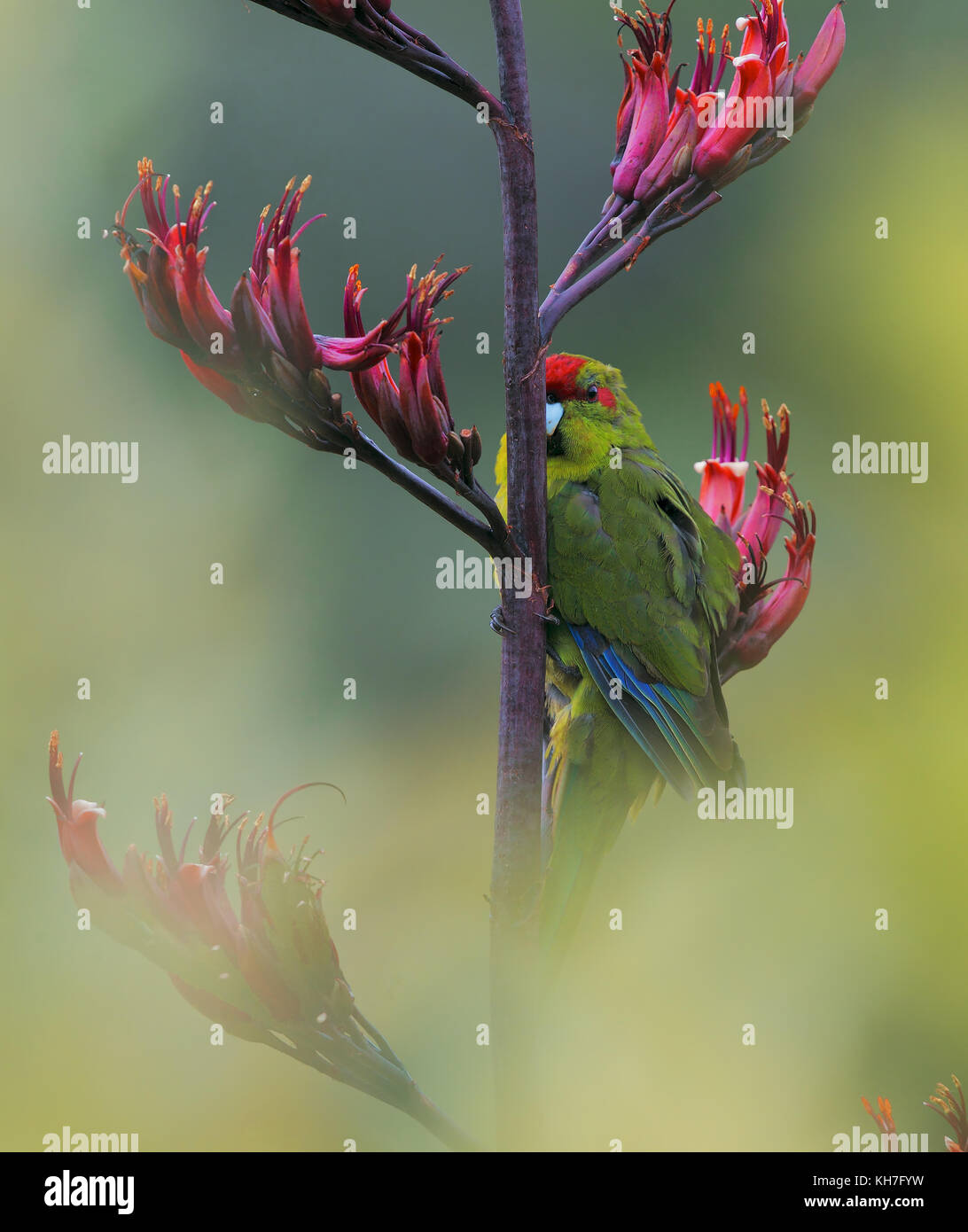 Red-fronted parakeet auf phormium Stockfoto