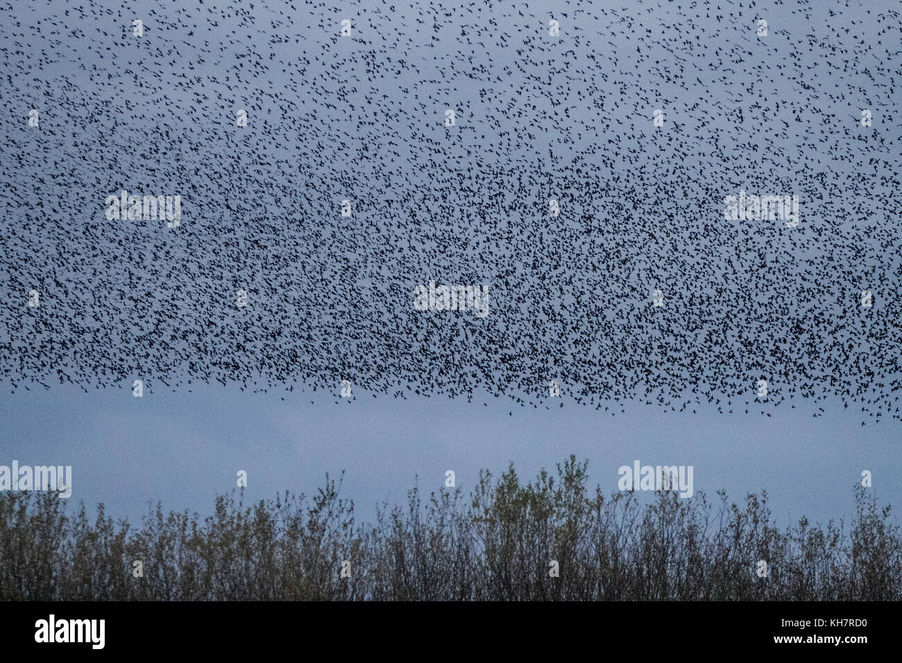 Burscough, Merseyside, UK Wetter 15. November 2017. Spektakuläre Starling Herden mumurate über Martin bloße Naturschutzgebiet bei Sonnenuntergang als schätzungsweise 50 tausend Stare am Angriff von einem kalten Winter sammeln, und die ersten Nächte Trigger in diesem Herbst sammeln und Gruppierungen. Das Geräusch oder Rattern, die Interaktion zwischen den riesigen Zahlen, wie sie fliegen, ist sehr intensiv und wird gedacht, Teil einer Kommunikation von Art. Diese riesigen Herden sind die Größten der letzten 12 Jahre gesehen, und hohe Attraktivität für Vogelbeobachter in den Bereich. Kredit. MediaWorldImages/AlamyLiveNews Stockfoto