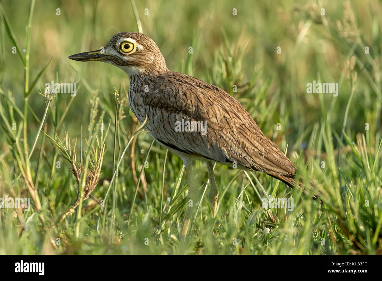 Senegal Thick-knee (Burhinus senegalensis), Falls National's "urchison Park', Uganda, Afrika Stockfoto