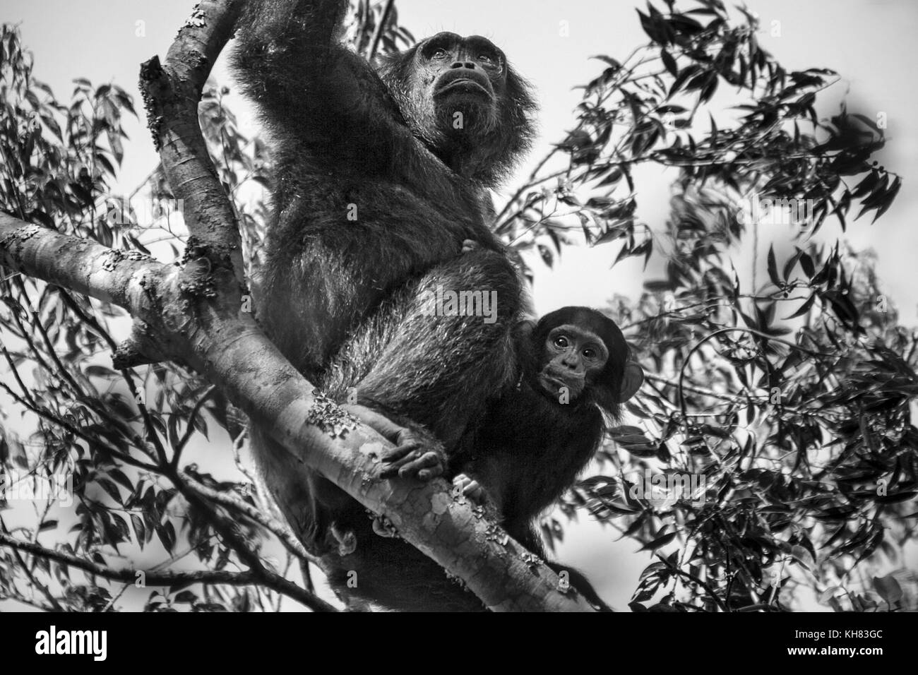 Mutter und Kind Schimpanse Kimbale Forest National Park Uganda Afrika B&W Stockfoto