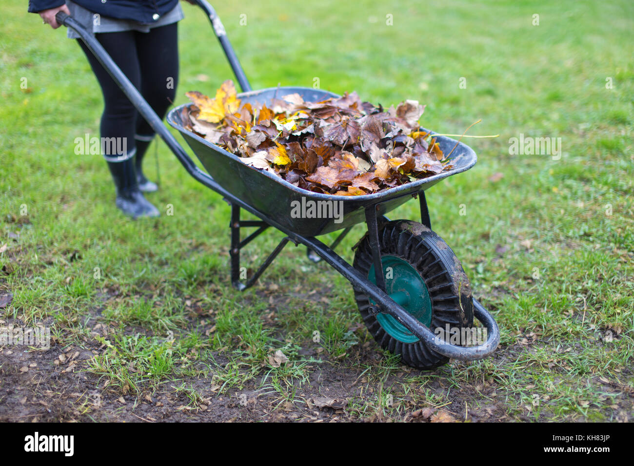 Gärtner ziehen Schubkarre voller Blätter, Outdoor arbeitet im Herbst Stockfoto
