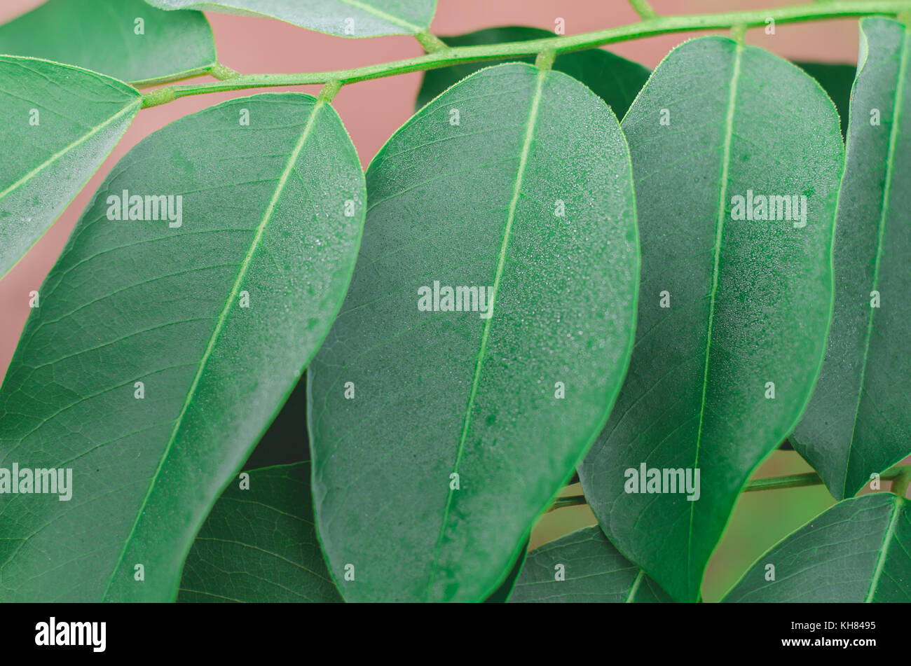 Pterocarpus macrocarpus green leaf Nahaufnahme Stockfoto