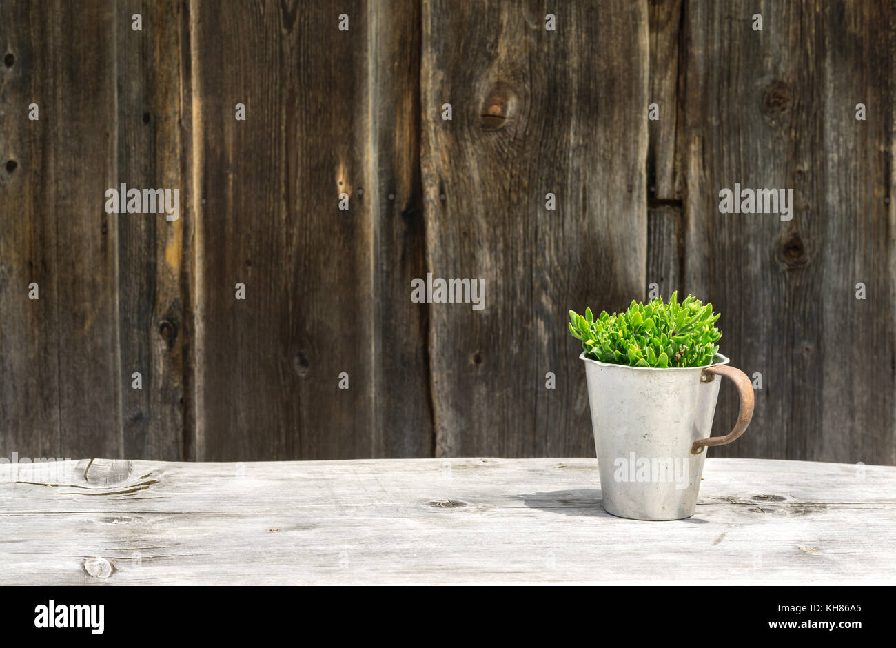 Rustikal Tisch und Wand mit grünen Pflanze. Alphütte. Stockfoto