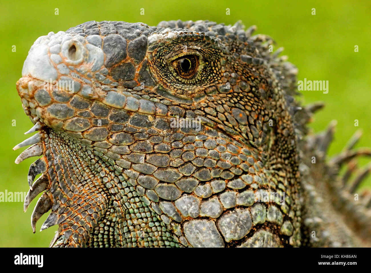 Grüne Leguane aus dem Park in Guayaquil, Ecuador Stockfotografie Alamy