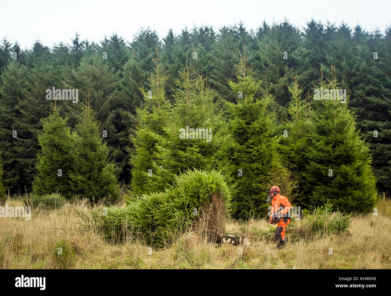 Ein Mitarbeiter der Forstbehörde schuftet einen nachhaltig angebauten Weihnachtsbaum im Dalby-Wald, der zum North York Moors National Park gehört. Stockfoto