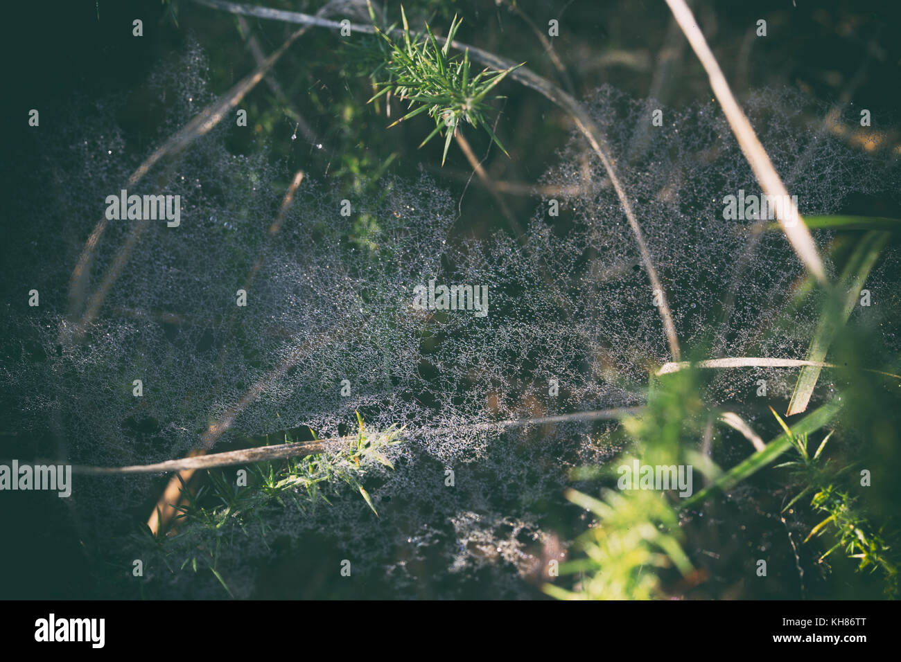 Wassertropfen auf Spinnennetz, Dawn Stockfoto