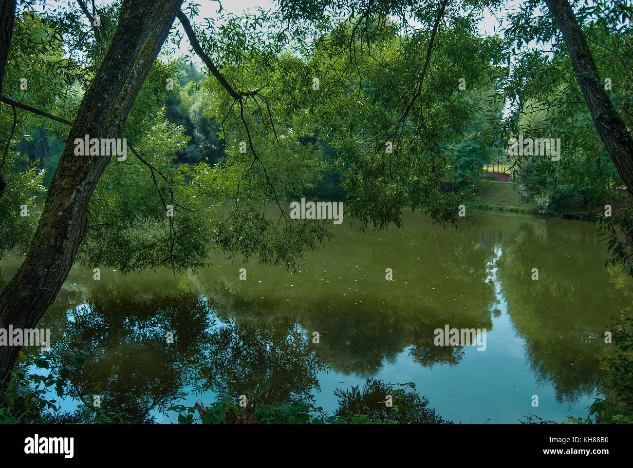 Die Ufer des Teiches, auf ihm wachsen große Weiden mit dicken Laub, Sonnenüberfluteten Stockfoto