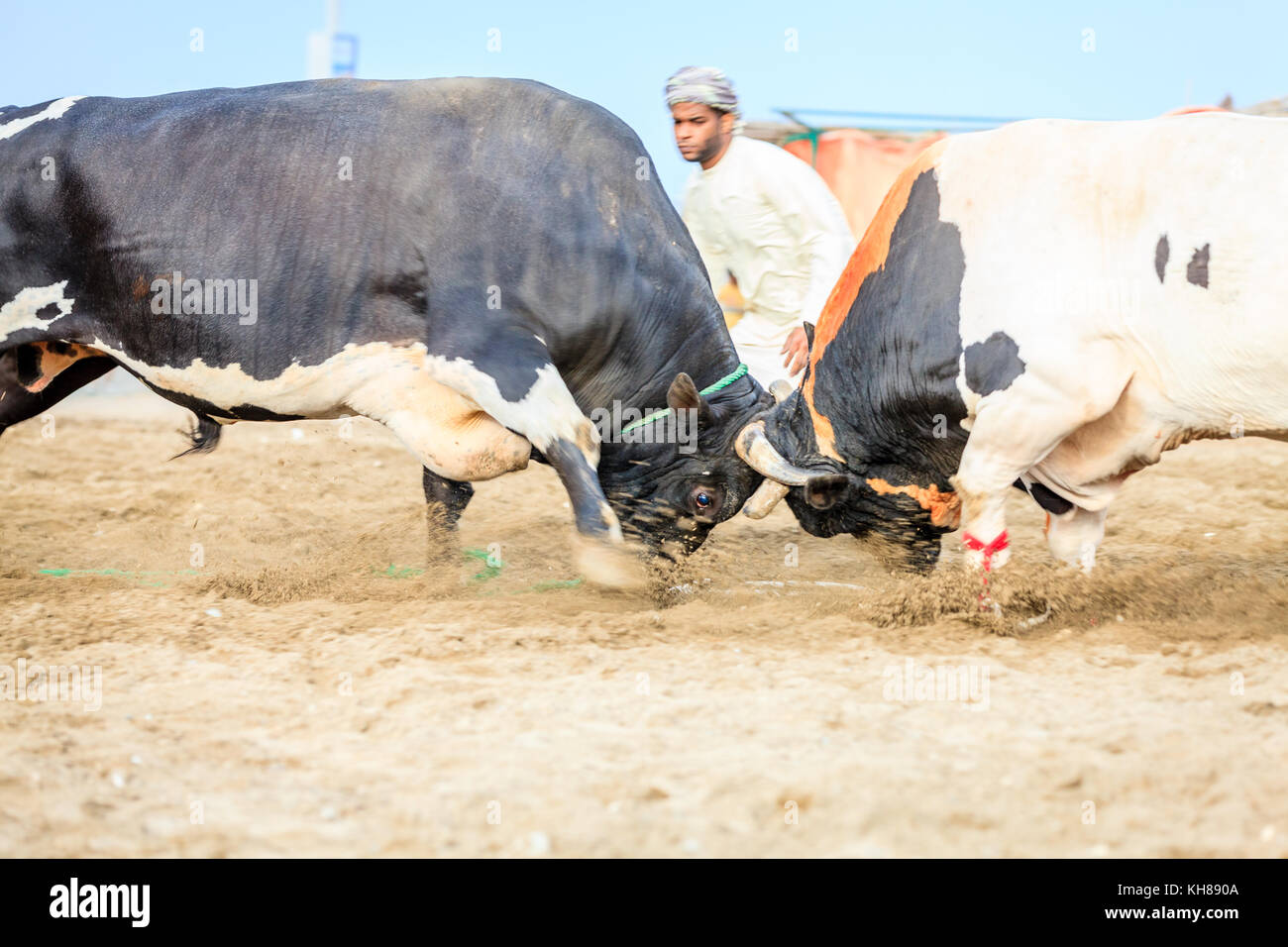 Fujairah, vae, April 1, 2016: Bullen kämpfen in eine traditionelle Veranstaltung in Fujairah, VAE Stockfoto