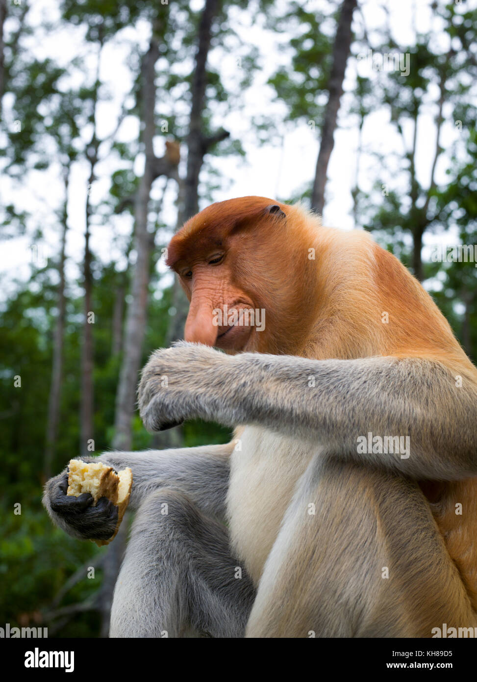 Malaysia, nosy Affe, Nasalis larvatus, Portrait, Natur, Naturpark, Asien, freundliche Affe, große Nase, Stockfoto