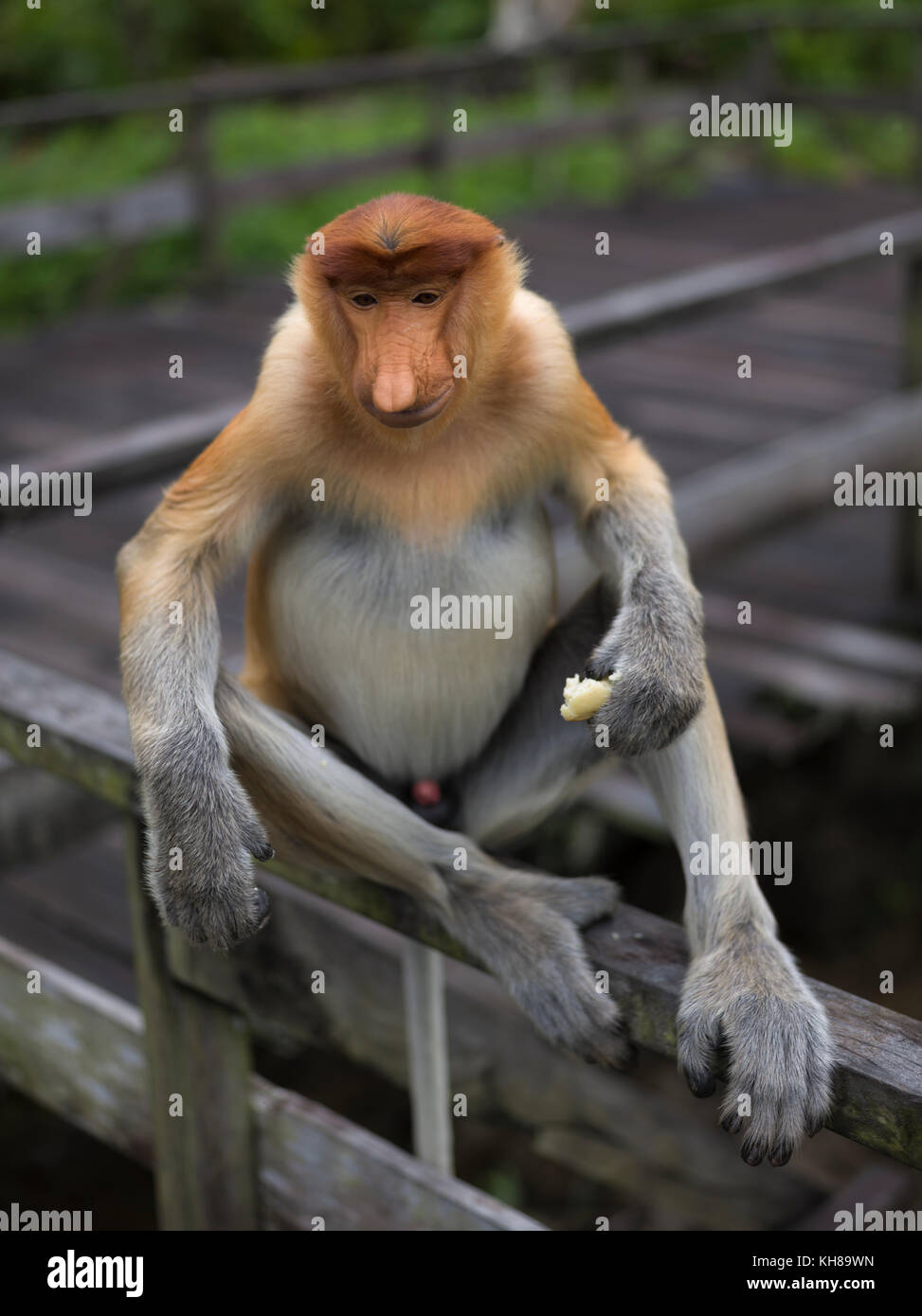 Malaysia, nosy Affe, Nasalis larvatus, Portrait, Natur, Naturpark, Asien, freundliche Affe, große Nase, Stockfoto