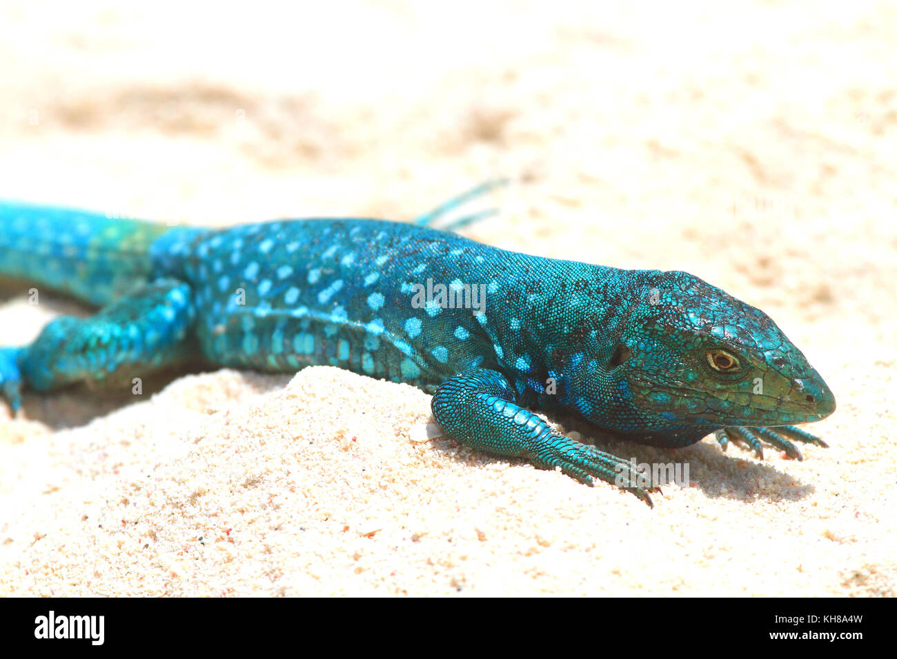 Blaue Eidechse aus Aruba. aruban whiptail Lizard (cnemidophorus arubensis  Stockfotografie - Alamy