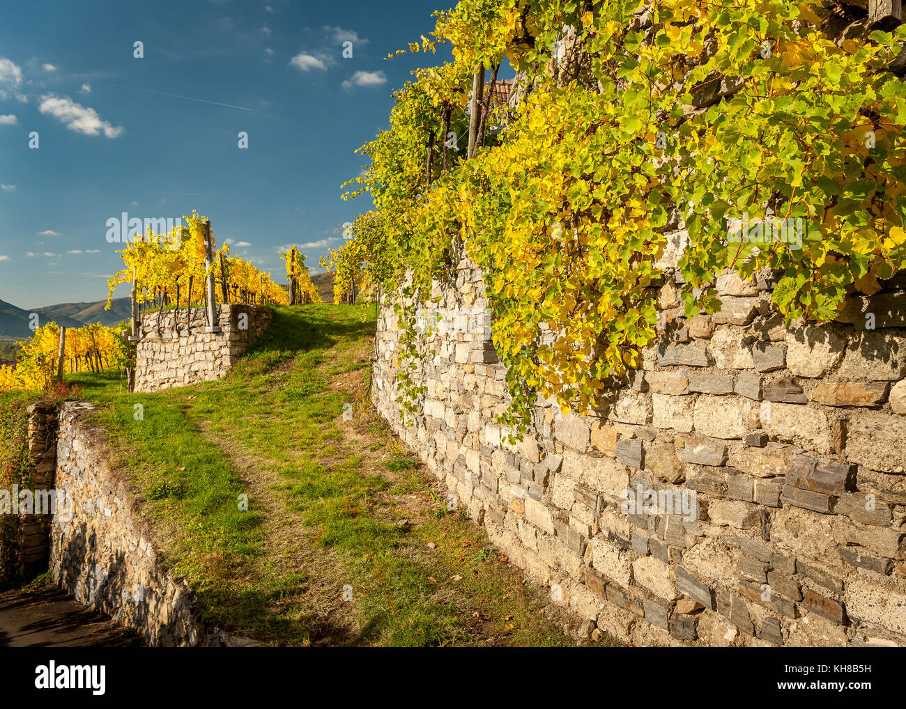 Alte Weinberge und Stonewall in der Nähe von weissenkirchen (Wachau, Österreich) im Herbst Stockfoto